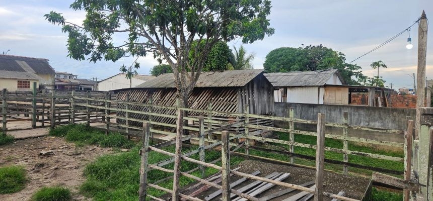 A Agência de Defesa Agropecuária e Florestal do Estado do Amazonas (Adaf) interditou, na tarde de quarta-feira (19), o Abatedouro Municipal de Nhamundá (a 383 quilômetros de Manaus). Equipes da Adaf e do Instituto de Proteção Ambiental do Amazonas (Ipaam) realizaram fiscalização conjunta no estabelecimento atendendo à solicitação do Ministério Público do Estado (MPAM).